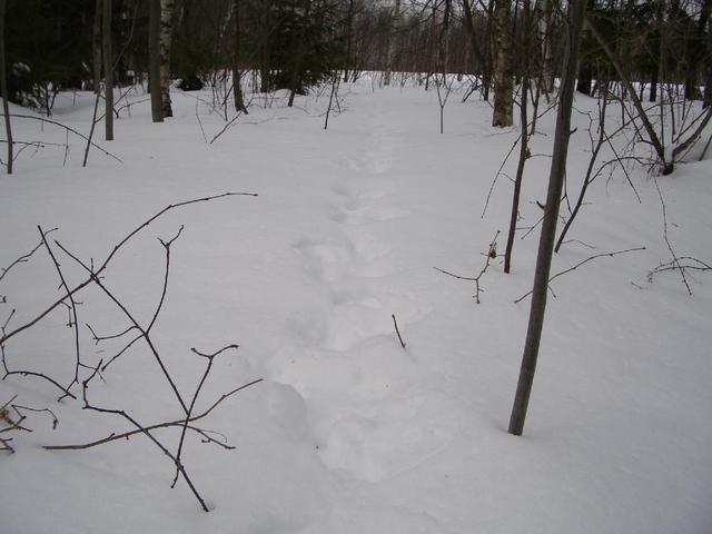 Following the animals' pass