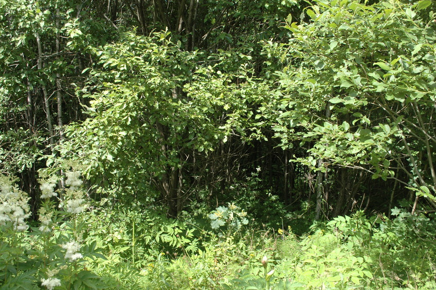 Entrance inside the dark forest / Вход в тёмный лес