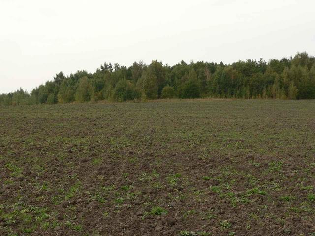 West view