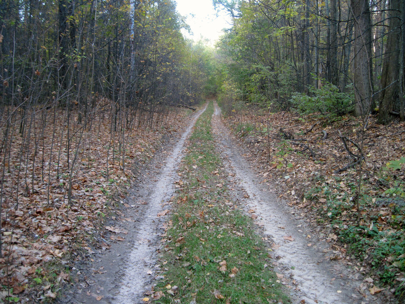 Forest road