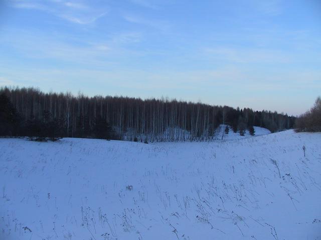 Birch forest NW of the confluence