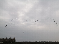 #8: Flying ducks
