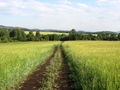 #9: Field dirt road. 500 m from the confluence