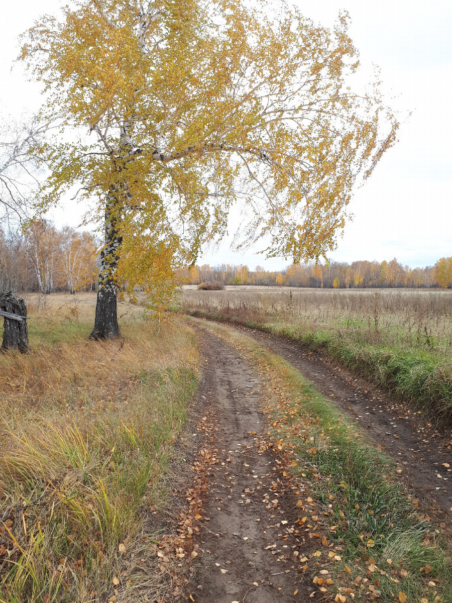 полевая дорога - field track