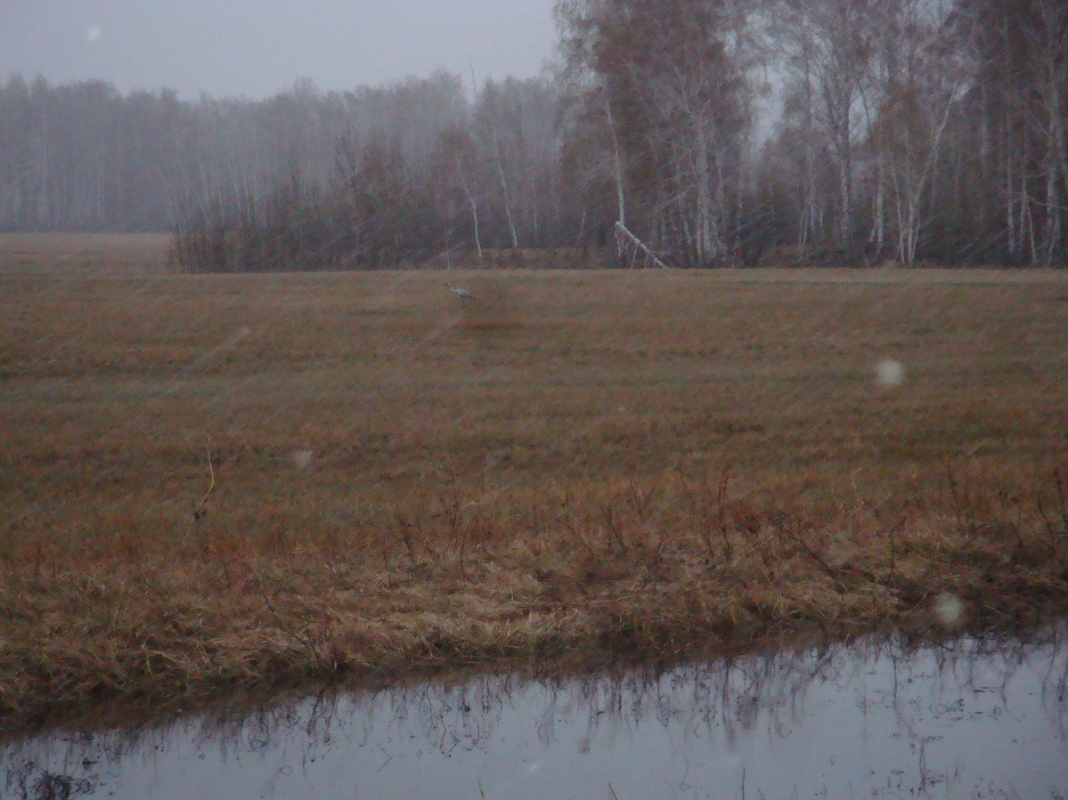 Журавль под дождем / A crane under the rain