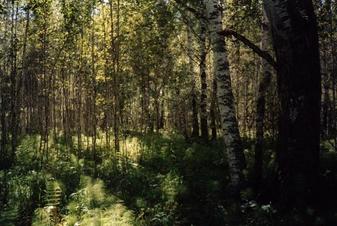 #1: View to the South of the CP.