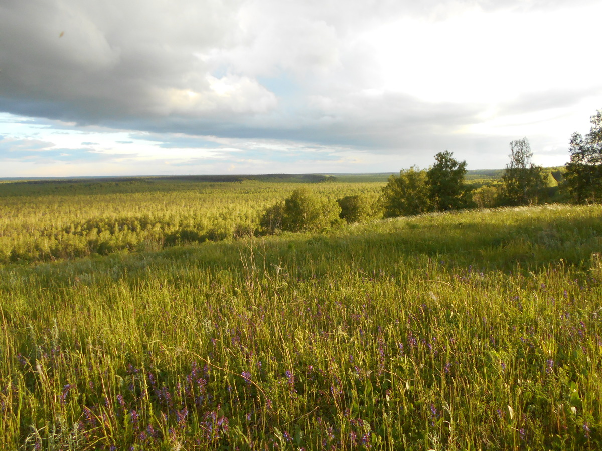 Местная сельва / Local selva