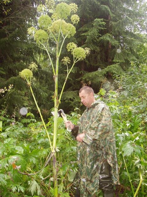 Flower for a bouquet to the favorite wife