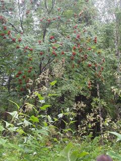 #1: Рябина кудрявая  (Lush European Mountain-Ash  tree)