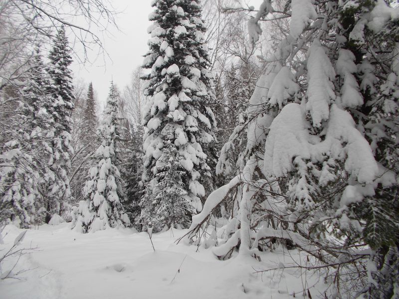 Зимняя сказка/Winter beauty