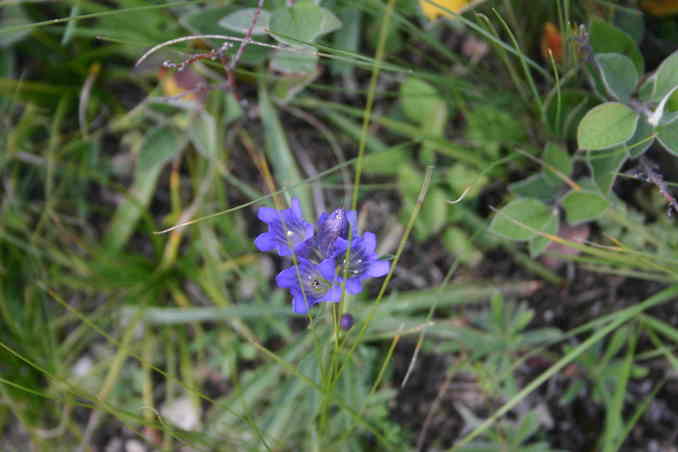 Флора/Flora