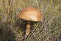 #7: Гриб красавец / Beautiful mushroom