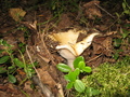 #9: Груздь на пересечении/Lactarius resimus at the confluence