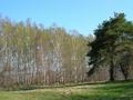 #7: Birch tree grove