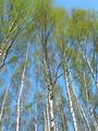#8: Birch trees