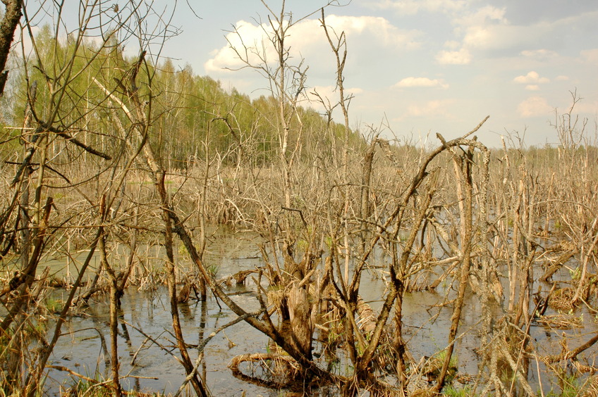 Swamp / Болото