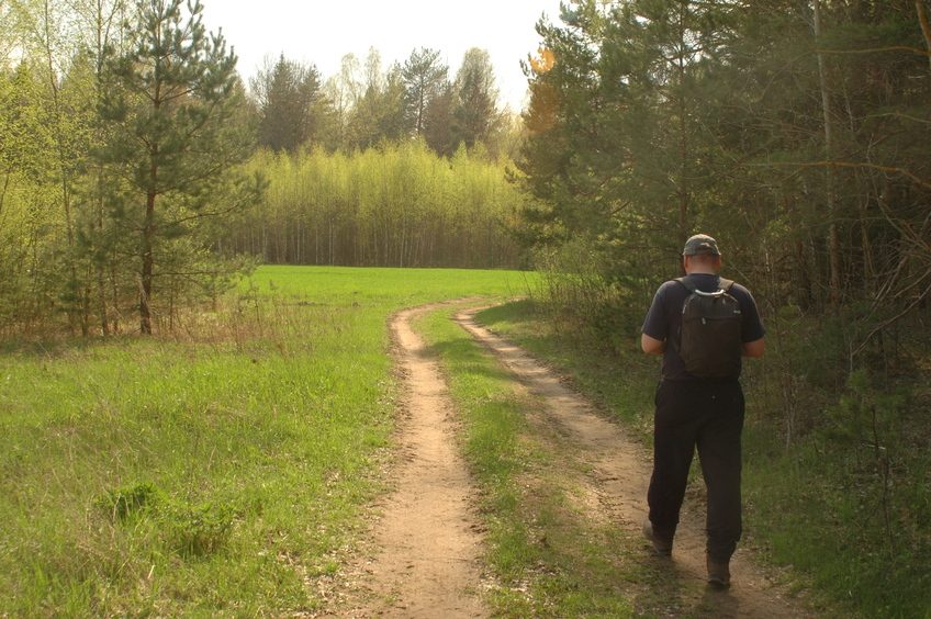 Forest road / Лесная дорога