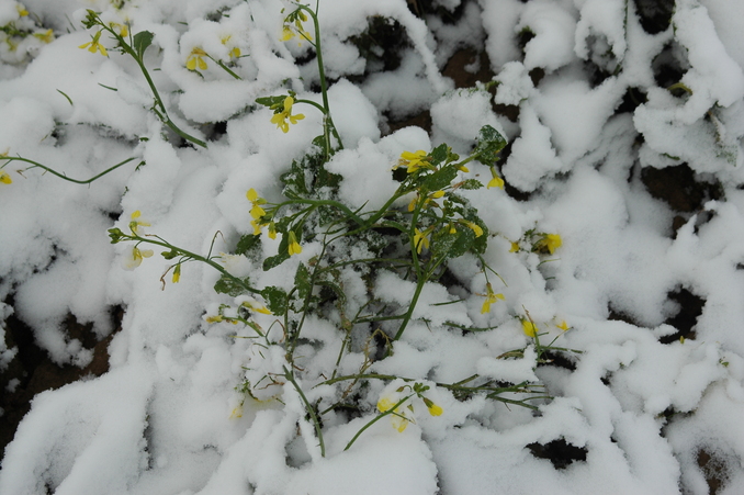 Flowers under snow