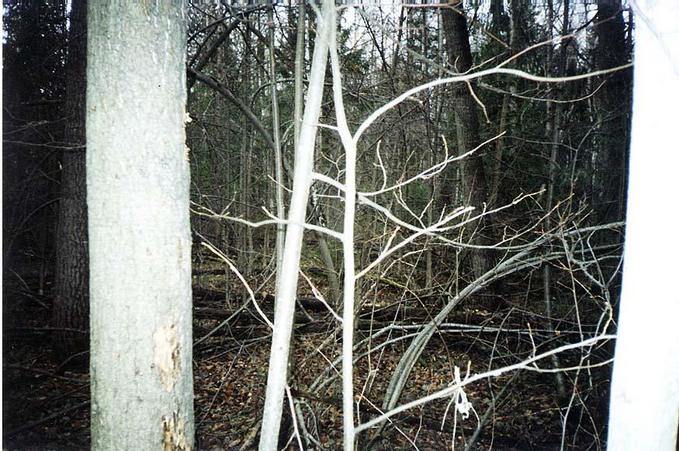 Windbreak at the CP