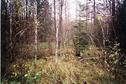 #10: A view to the west at the CP