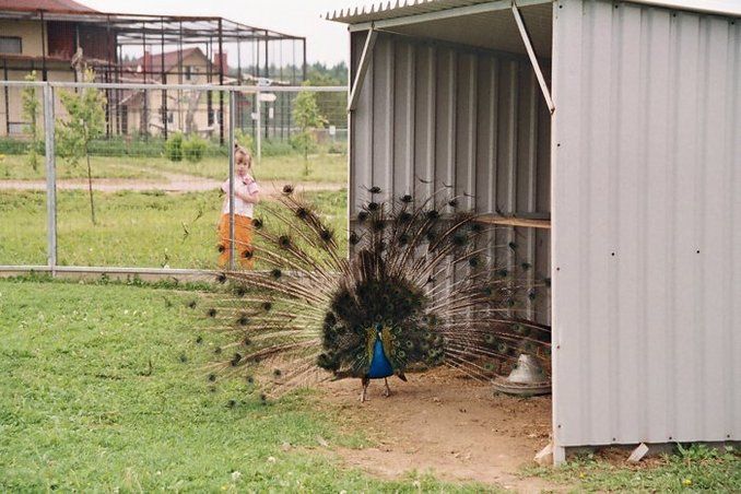 Birdspark. Peacock