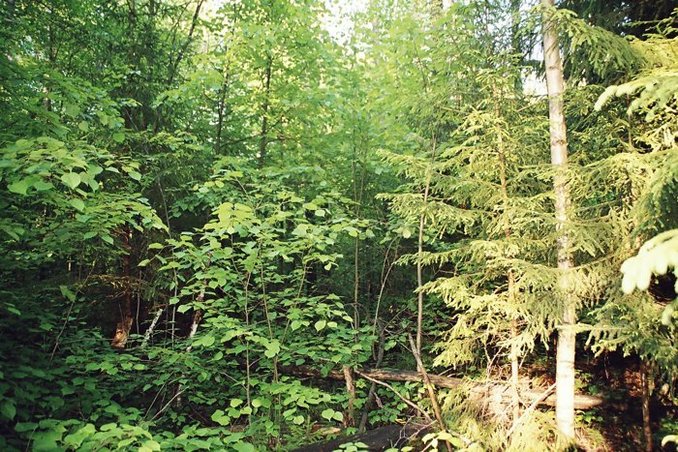 East view, confluent spot is 9 meters ahead, in the bushes