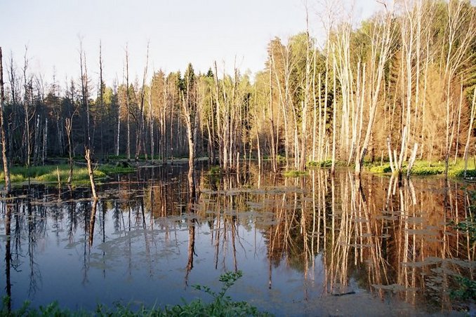 Swamp near the road, 2 km from the CP