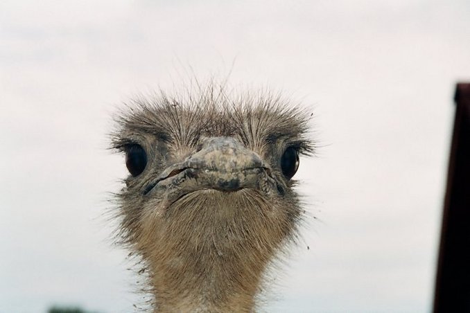 Birdspark. Ostrich