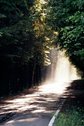 #8: Sunny rain on the adjoining road