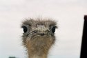 #9: Birdspark. Ostrich