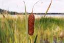 #6: In Russian this reed is called "kamysh"