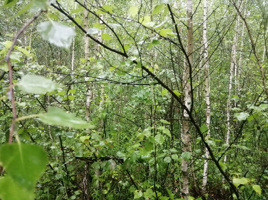 #1: View to the north