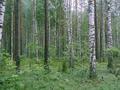 #4: Рязанские леса. -- The Ryazan forest.