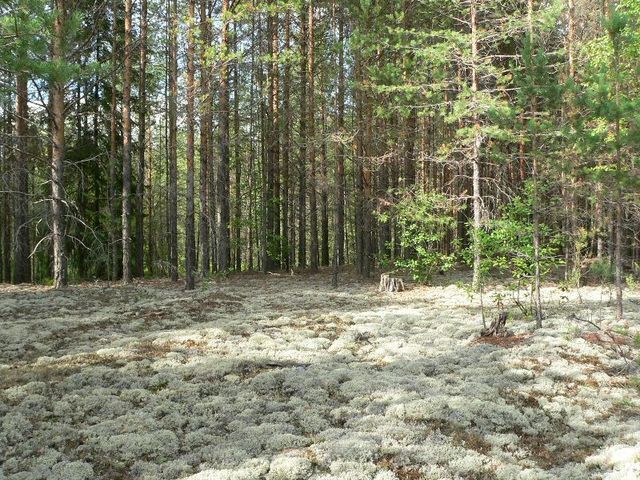 General view, the field with reindeer moss near the CP