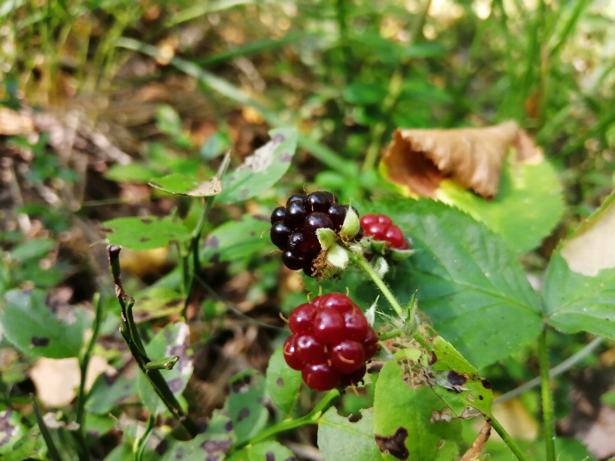 Forest Blackberry