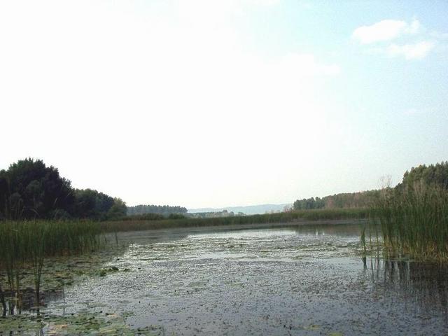 Beautiful lake with water-lily flowers