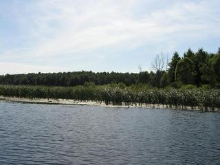 #1: The N55 E49 spot in in the reeds to the left of dry tree