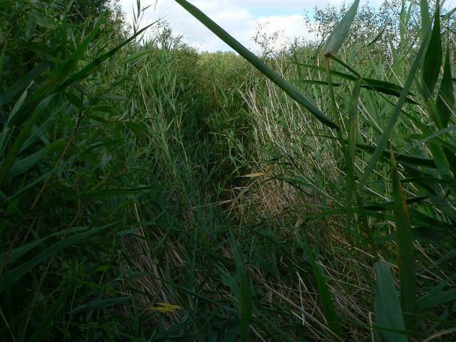 Our path through the grass