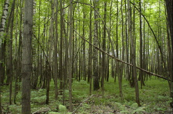 #1: East view