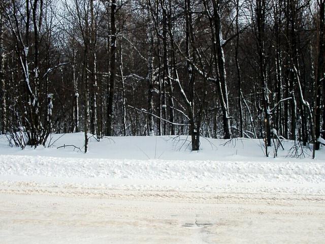 East view. Heavy wood and ravine