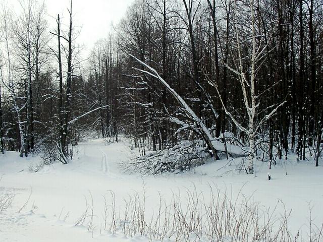 The lonely ski-track