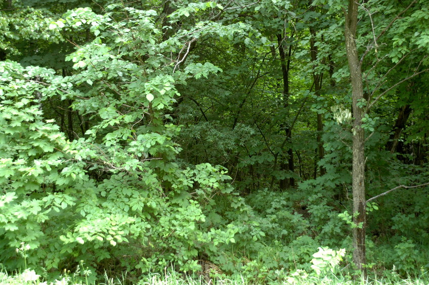 East view