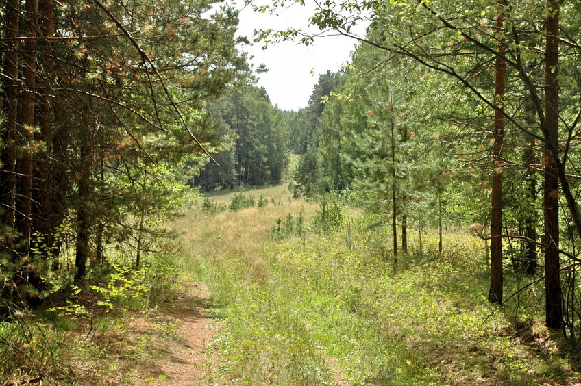 The lost road/Дорога терялась в траве