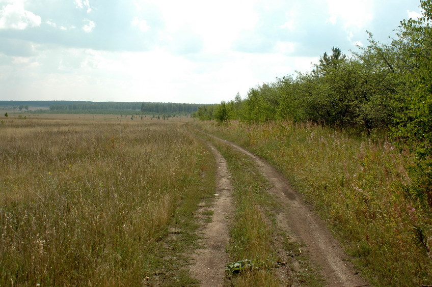 The road along apple orchard/Дорога вдоль яблоневого сада