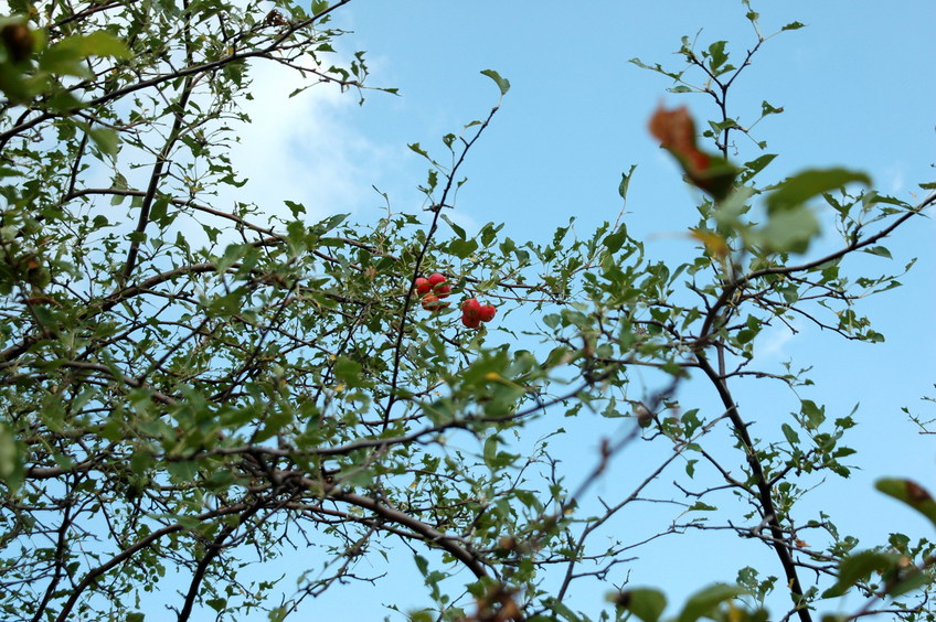 Apples remains/Остатки яблочек