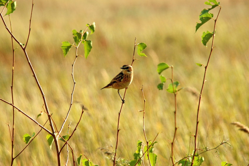 Yellowhammer?/Овсянка?