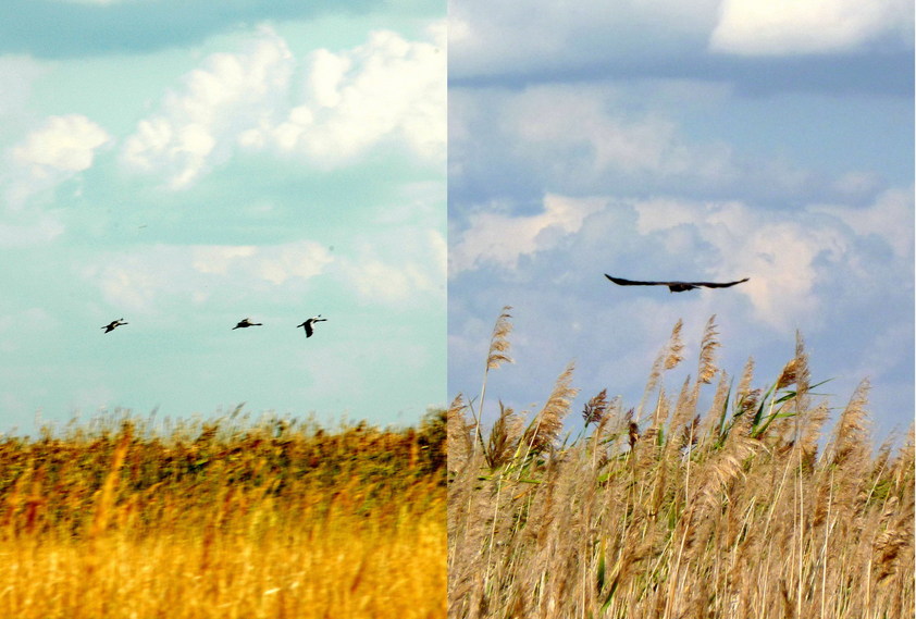 Birds (cranes and eagle)/Журавли и орел