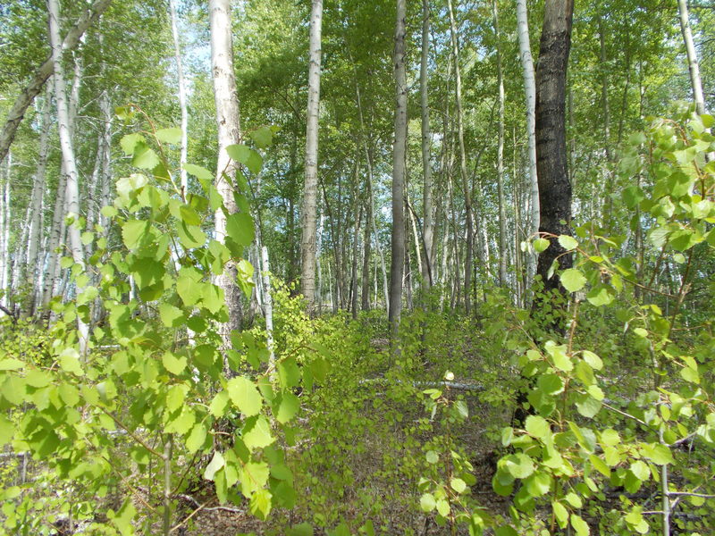 На Север/North view