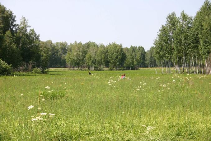 Встреча с лосем -- Meeting with an elk