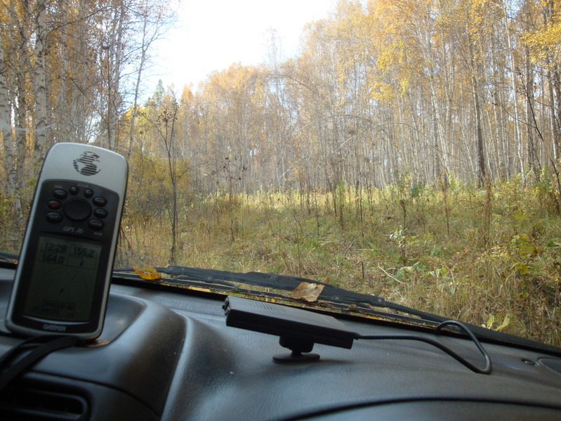 Между берез/Among birches